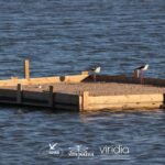 Sul Informação - Bio-ilhas andou dois anos a melhorar a vida das aves salineiras de Olhão e Faro