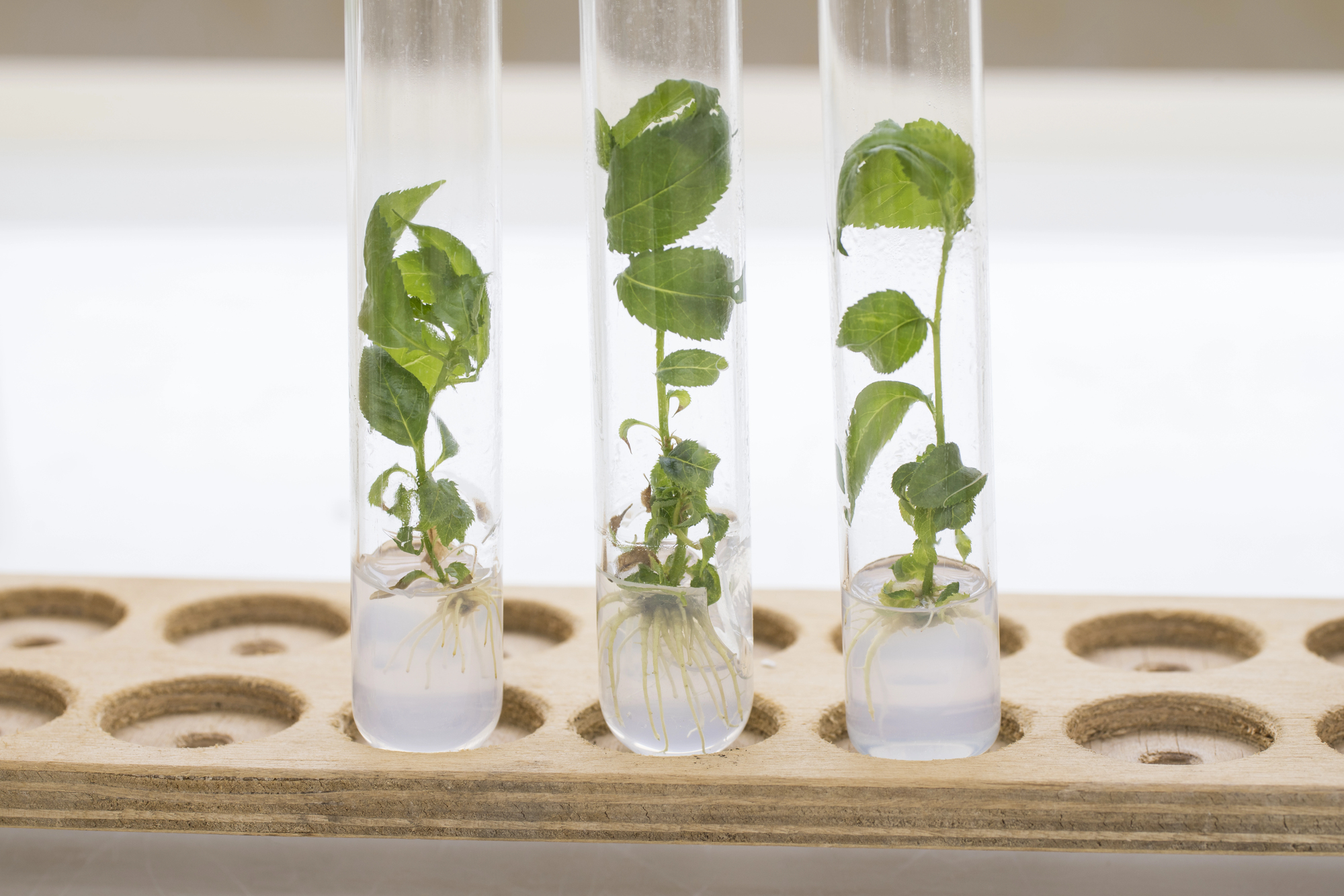 Sul Informação - Centro de Biotecnologia do Alentejo promove Semana da Ciência e Tecnologia