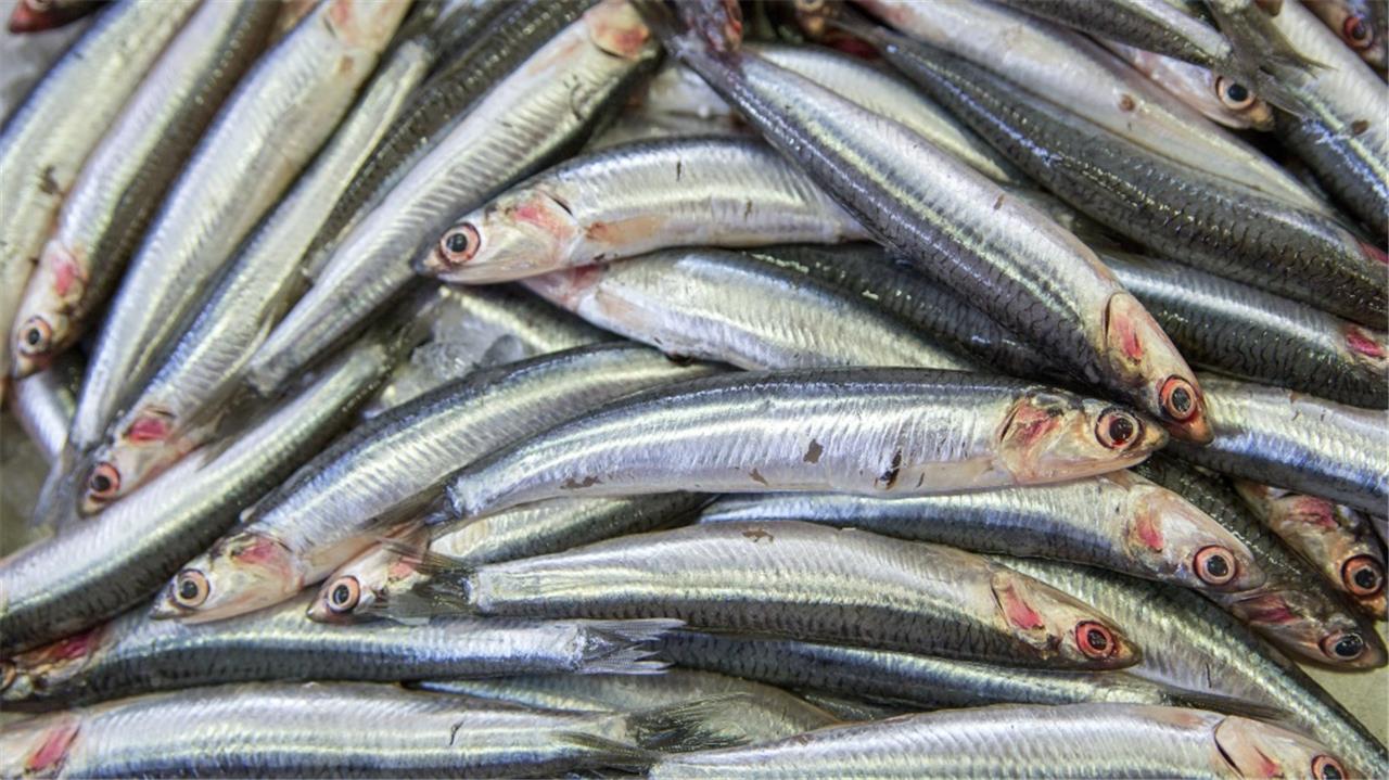 Sul Informação - Pescadores do Sul queixam-se que os do Norte apanharam o biqueirão todo