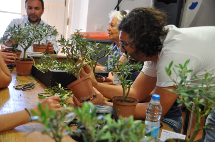 Sul Informação - Oficina de Bonsai com espécies mediterrânicas foi sucesso no Sítio das Fontes