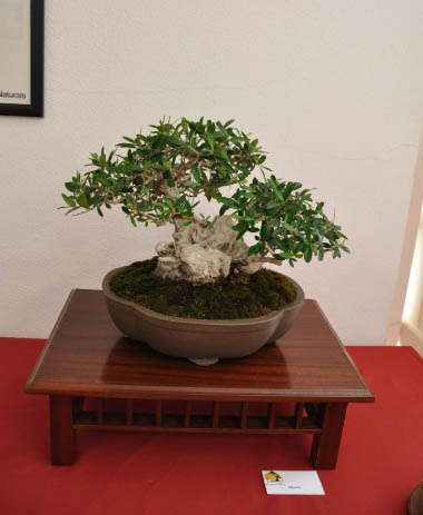 Bonsai_21