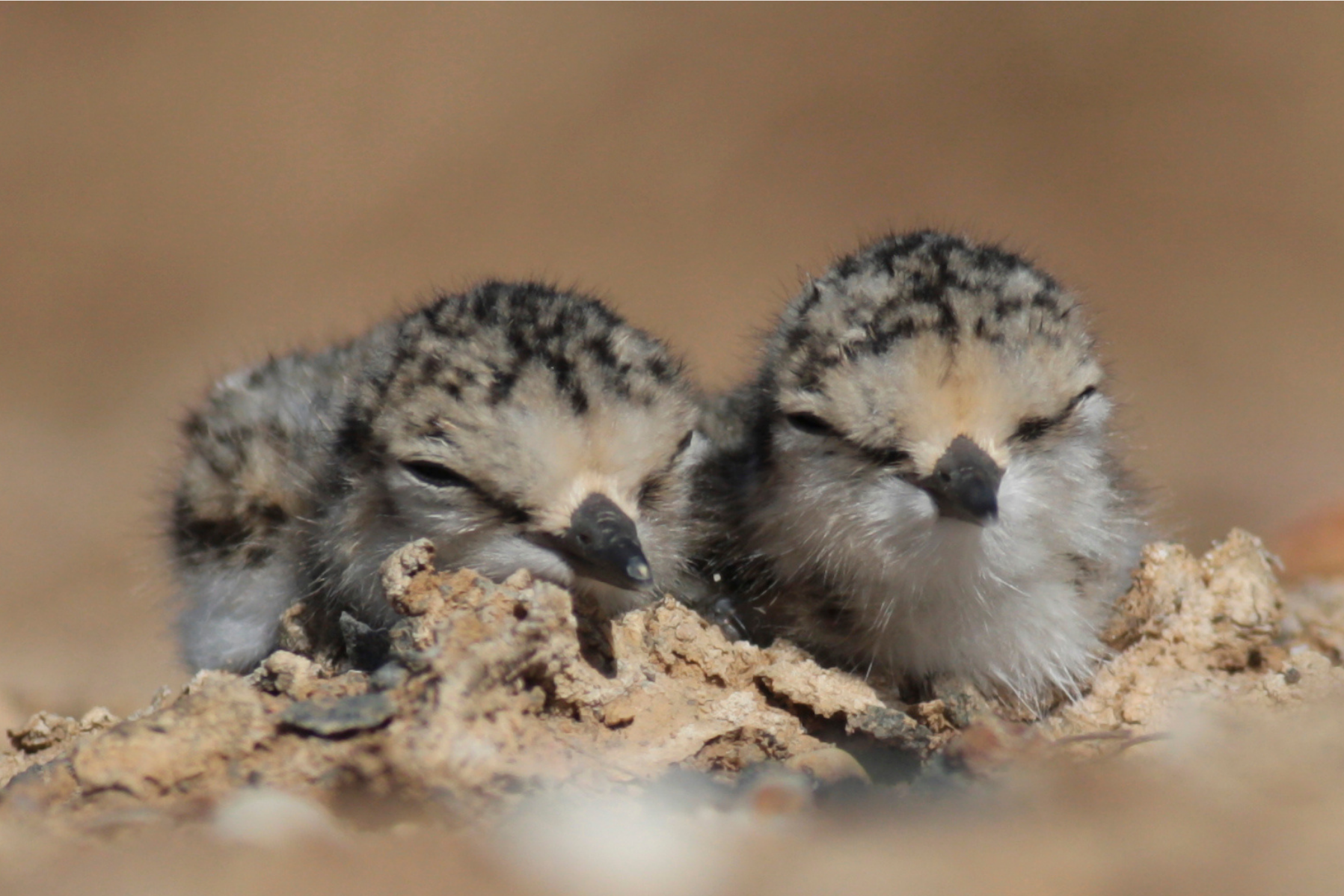 Sul Informação - Micro-ilhas vão ser colocadas nas salinas de Olhão e Faro para aves fazerem ninhos