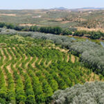 Sul Informação - 15 anos depois de plantado, Alqueva tem o maior bosque ripícola de Portugal