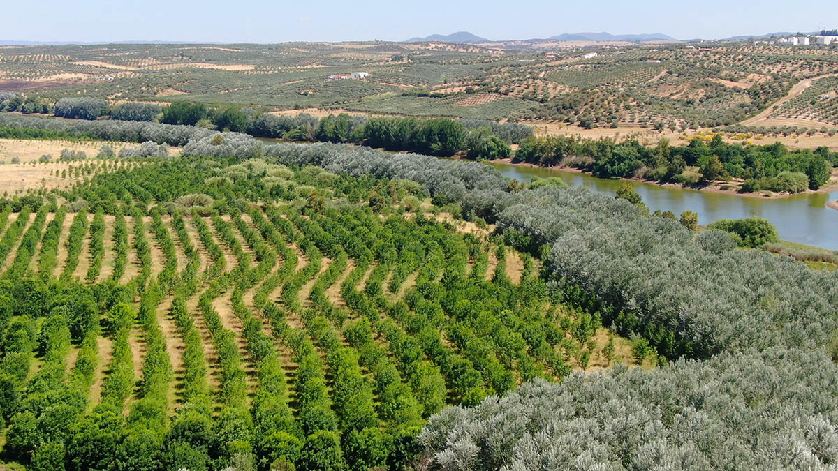 Sul Informação - 15 anos depois de plantado, Alqueva tem o maior bosque ripícola de Portugal