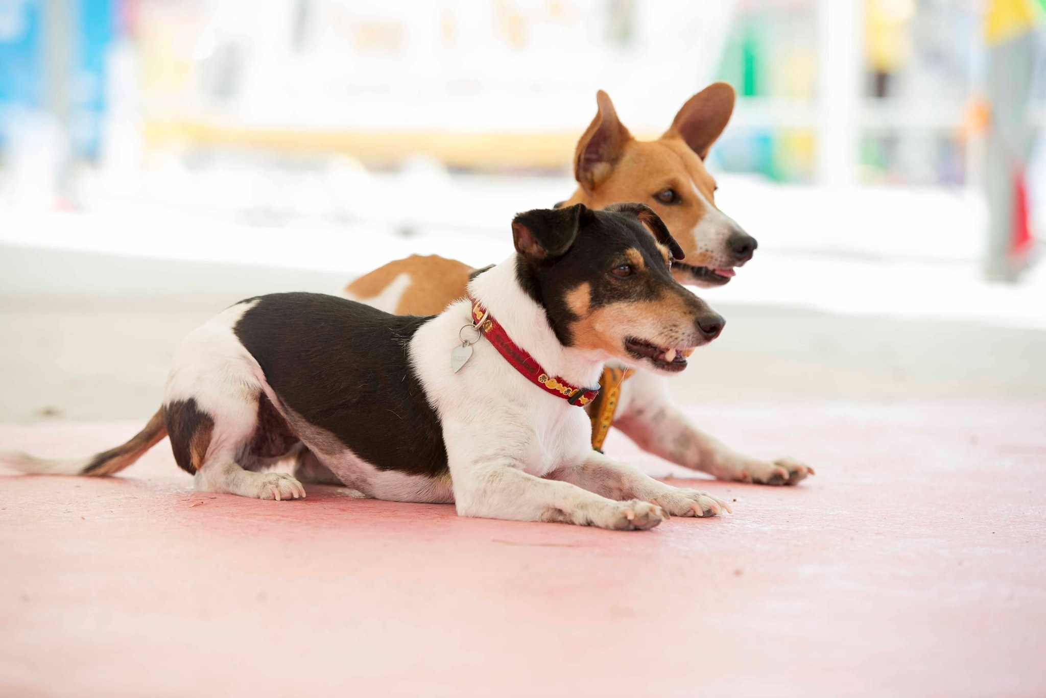Sul Informação - Curso de busca e salvamento com cães chega ao Algarve