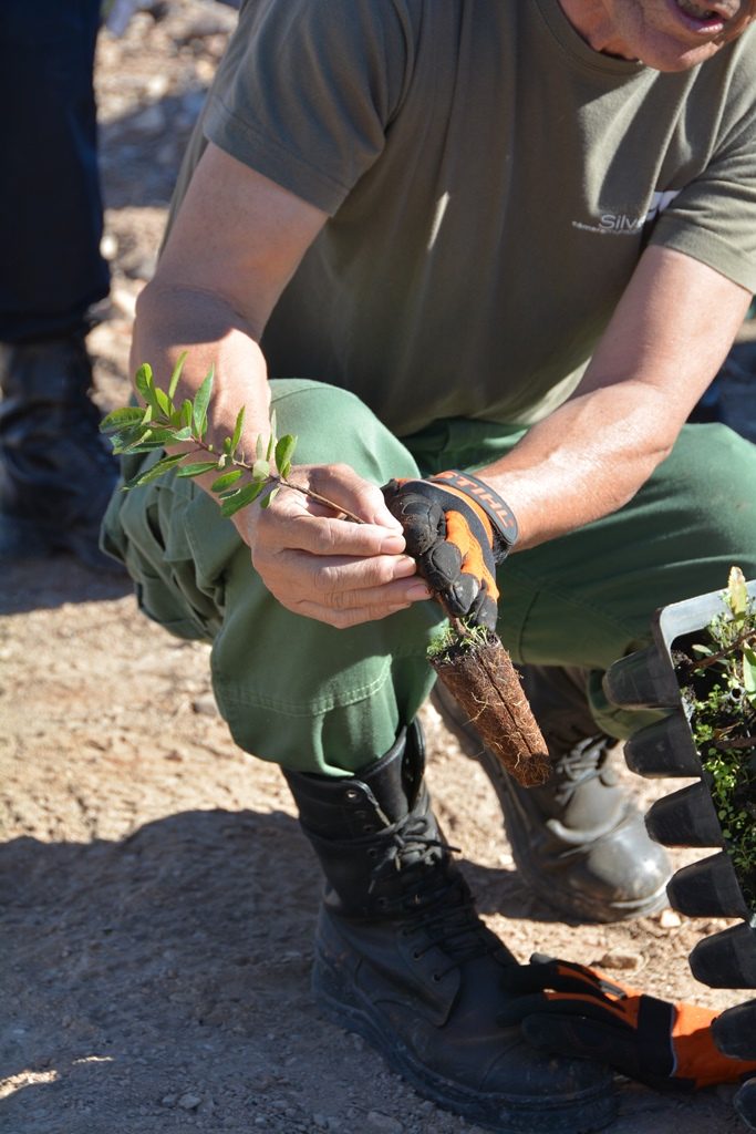 Sul Informação - 5800 árvores foram plantadas em Silves para mitigar as perdas dos incêndios
