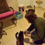 Sul Informação - Associação apela à esterilização para diminuir a taxa de abandono dos animais