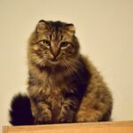 Sul Informação - Associação apela à esterilização para diminuir a taxa de abandono dos animais
