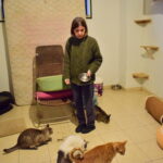 Sul Informação - Associação apela à esterilização para diminuir a taxa de abandono dos animais