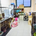 Sul Informação - Associação apela à esterilização para diminuir a taxa de abandono dos animais