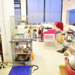 Sul Informação - Associação apela à esterilização para diminuir a taxa de abandono dos animais