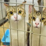 Sul Informação - Associação apela à esterilização para diminuir a taxa de abandono dos animais