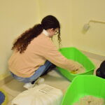 Sul Informação - Associação apela à esterilização para diminuir a taxa de abandono dos animais