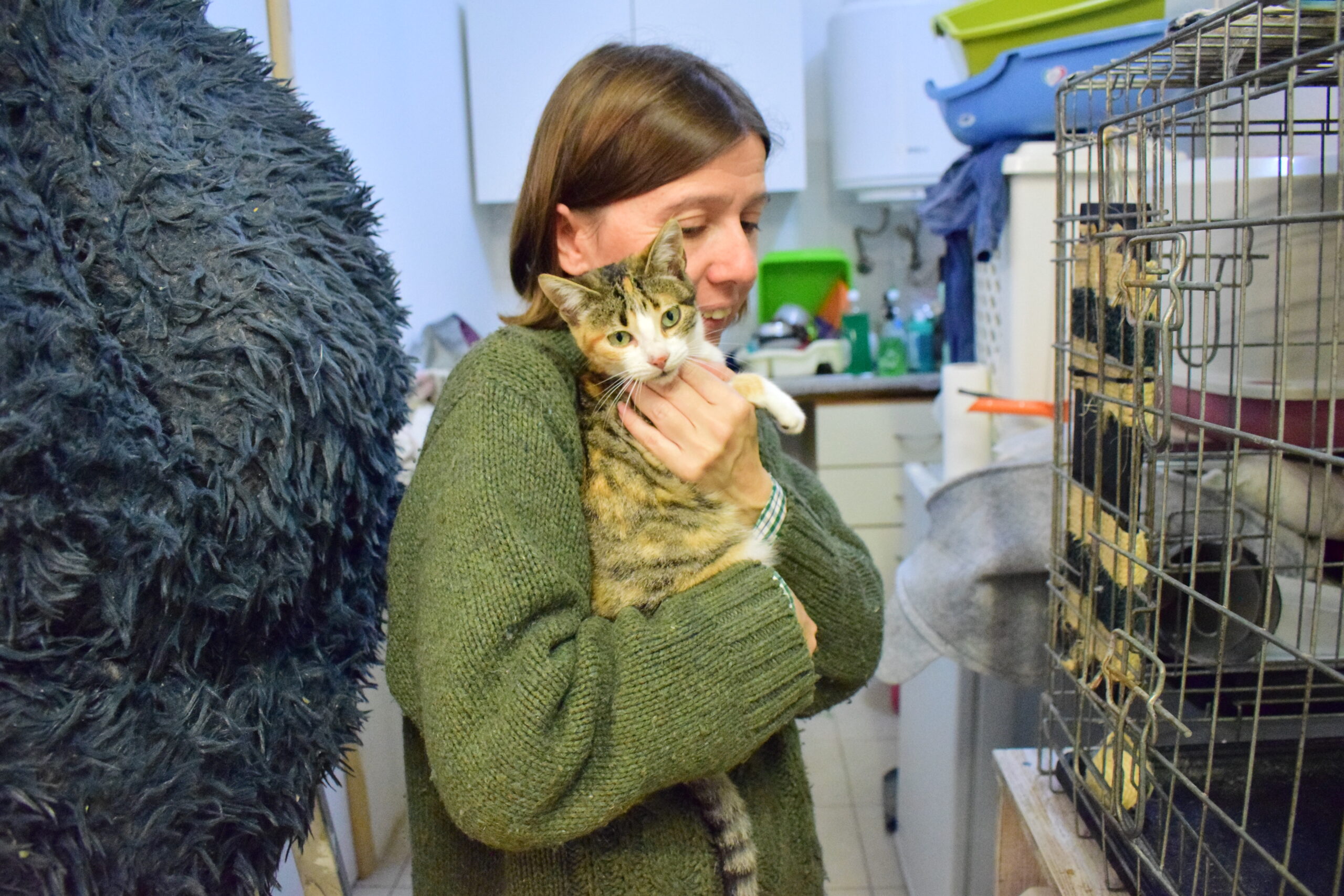 Sul Informação - Associação apela à esterilização para diminuir a taxa de abandono dos animais
