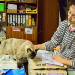 Sul Informação - Associação apela à esterilização para diminuir a taxa de abandono dos animais