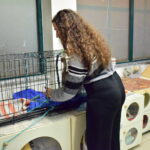 Sul Informação - Associação apela à esterilização para diminuir a taxa de abandono dos animais