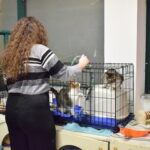 Sul Informação - Associação apela à esterilização para diminuir a taxa de abandono dos animais