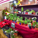 Sul Informação - Fotogaleria: Feira da Serra deu a conhecer a gastronomia e tradição algarvia em Loulé