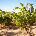 Sul Informação - Comissão Vitivinícola acompanhou vindima de Negra Mole, a casta exclusiva do Algarve