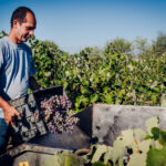 Sul Informação - Comissão Vitivinícola acompanhou vindima de Negra Mole, a casta exclusiva do Algarve