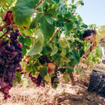 Sul Informação - Comissão Vitivinícola acompanhou vindima de Negra Mole, a casta exclusiva do Algarve