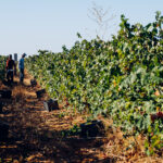 Sul Informação - Comissão Vitivinícola acompanhou vindima de Negra Mole, a casta exclusiva do Algarve