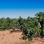 Sul Informação - Comissão Vitivinícola acompanhou vindima de Negra Mole, a casta exclusiva do Algarve
