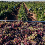 Sul Informação - Comissão Vitivinícola acompanhou vindima de Negra Mole, a casta exclusiva do Algarve