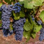 Sul Informação - Produção de vinho aumenta 20% no Algarve, apesar do Verão muito seco