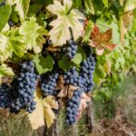 Sul Informação - Produção de vinho aumenta 20% no Algarve, apesar do Verão muito seco