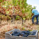 Sul Informação - Produção de vinho aumenta 20% no Algarve, apesar do Verão muito seco