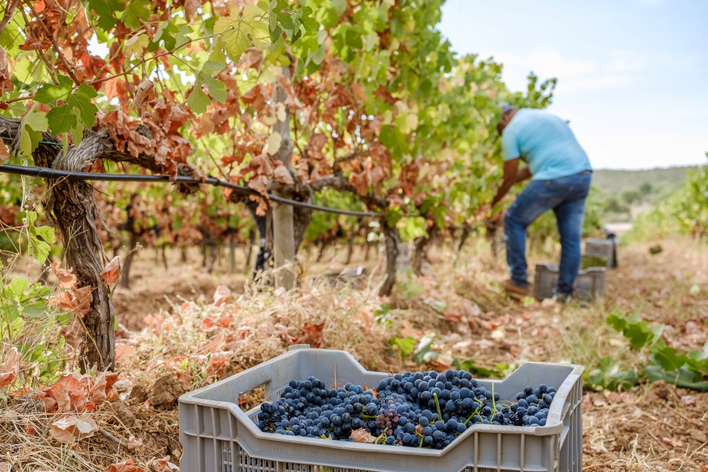 Sul Informação - Produção de vinho aumenta 20% no Algarve, apesar do Verão muito seco