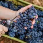 Sul Informação - Produção de vinho aumenta 20% no Algarve, apesar do Verão muito seco
