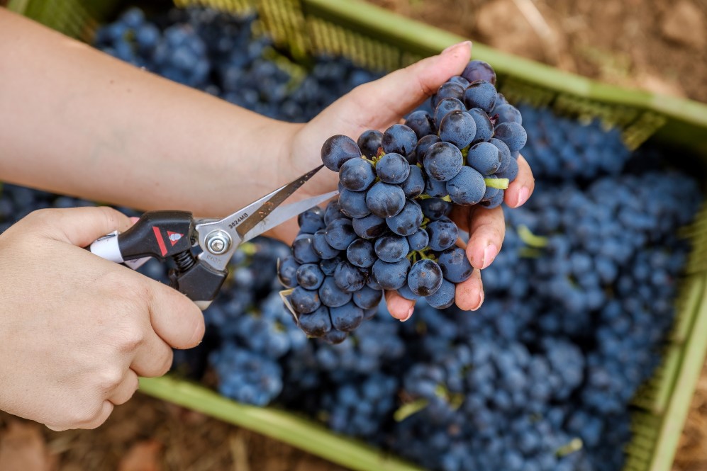 Sul Informação - Produção de vinho aumenta 20% no Algarve, apesar do Verão muito seco