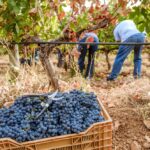 Sul Informação - Produção de vinho aumenta 20% no Algarve, apesar do Verão muito seco