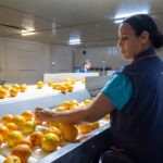 Sul Informação - Produção de citrinos no Algarve aumenta em 2022, mas seca é preocupação