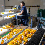 Sul Informação - Produção de citrinos no Algarve aumenta em 2022, mas seca é preocupação
