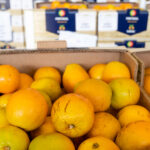 Sul Informação - Produção de citrinos no Algarve aumenta em 2022, mas seca é preocupação