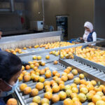 Sul Informação - Produção de citrinos no Algarve aumenta em 2022, mas seca é preocupação