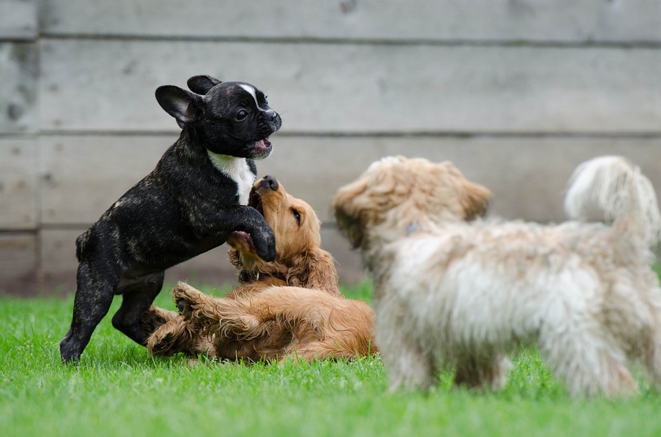 Sul Informação - Cães de Faro ganham parque para se divertir e exercitar