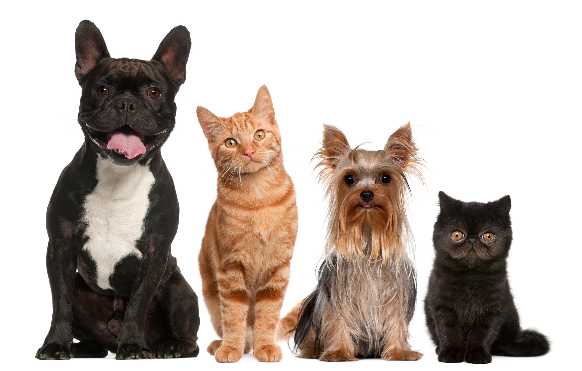 Sul Informação - Câmara apoia associações que promovem o bem-estar animal em Odemira