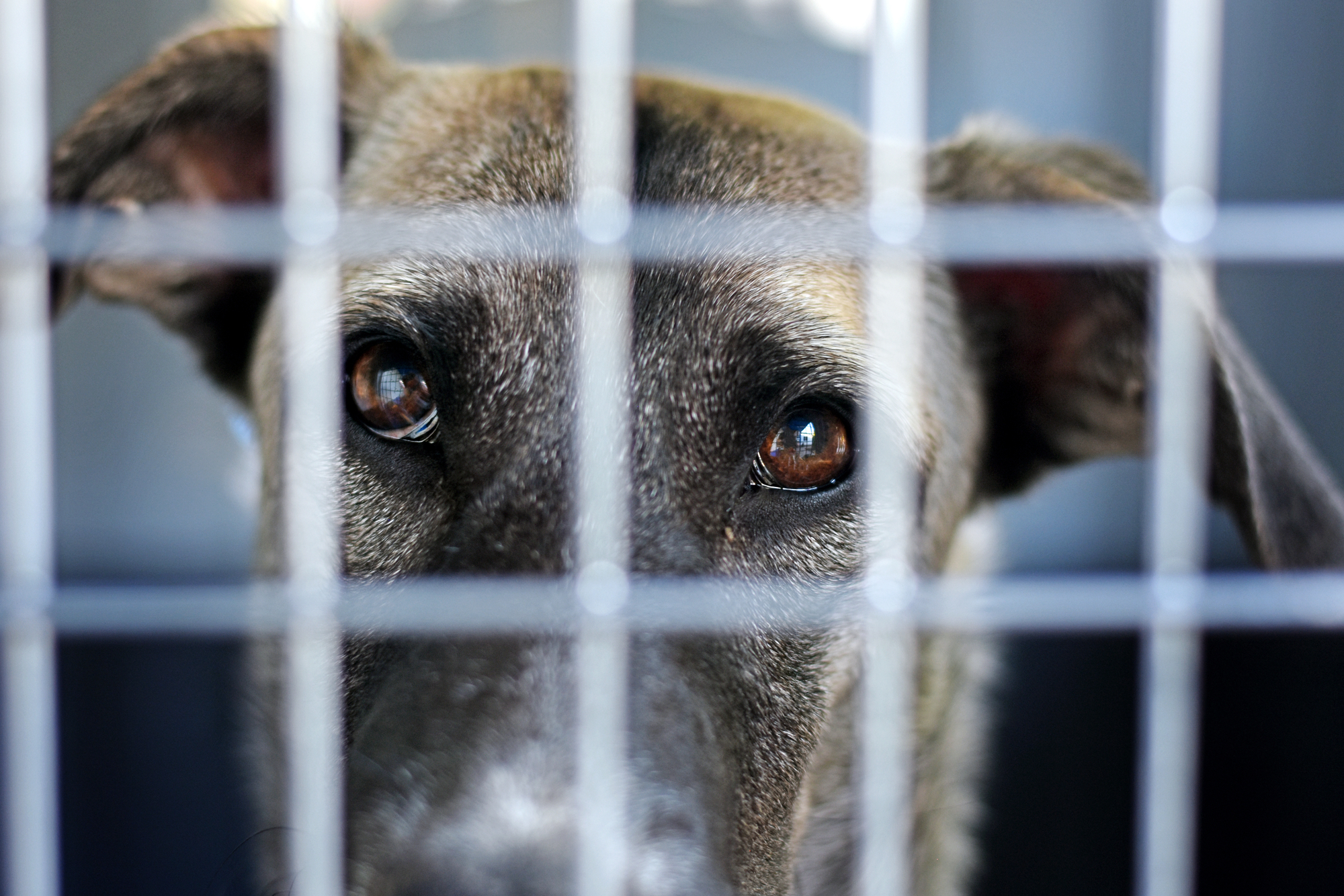 Sul Informação - Homem acusado de maus-tratos a cães em Loulé