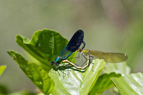 Sul Informação - British Dragonfly Society menciona website www.odonata-algarve.info