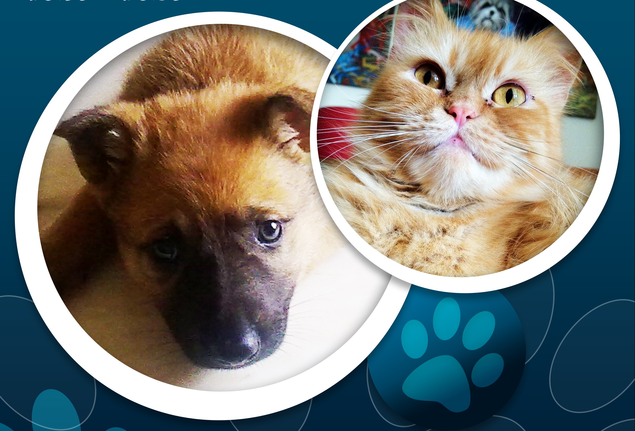 Sul Informação - Olhão promove campanha de adoção de animais
