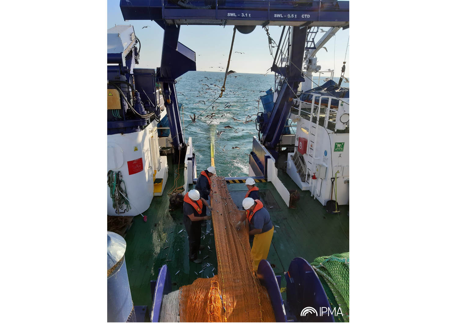 Sul Informação - Campanha de investigação internacional estima abundância de sardinha e biqueirão