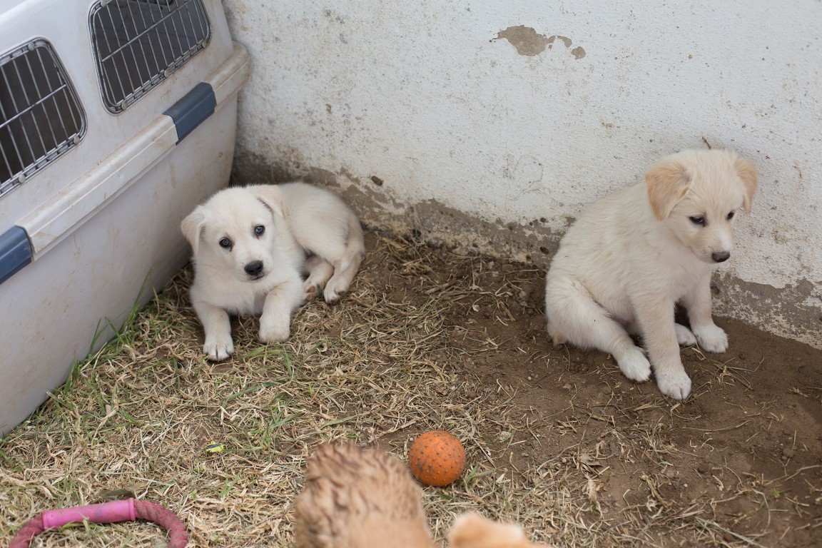 Sul Informação - Canil Municipal de Lagoa vai transformar-se em Centro Oficial de Recolha de Animais Errantes