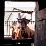 Sul Informação - Agricultores afetados pelo incêndio podem investir já, porque serão apoiados