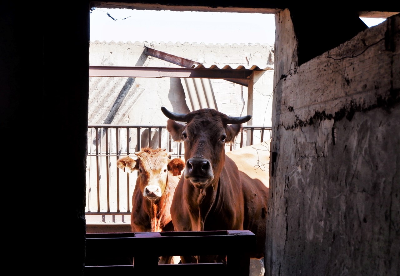 Sul Informação - Agricultores afetados pelo incêndio podem investir já, porque serão apoiados