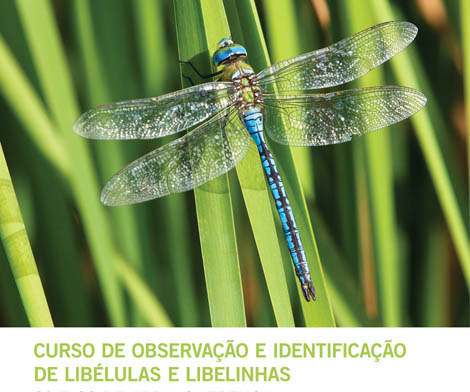 Sul Informação - Curso sobre libélulas e libelinhas adiado para 5 e 6 de maio