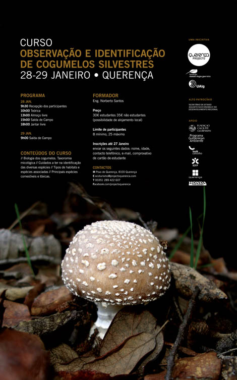 Sul Informação - Querença promove curso de observação e identificação de cogumelos silvestres